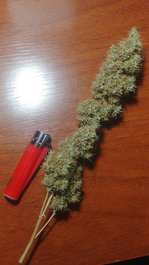 Haga clic en la imagen para ver una versión más grande

Nombre:	GreenCrack.jpg
Visitas:	227
Size:	75,7 KB
ID:	2409